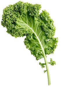 green kale leaf