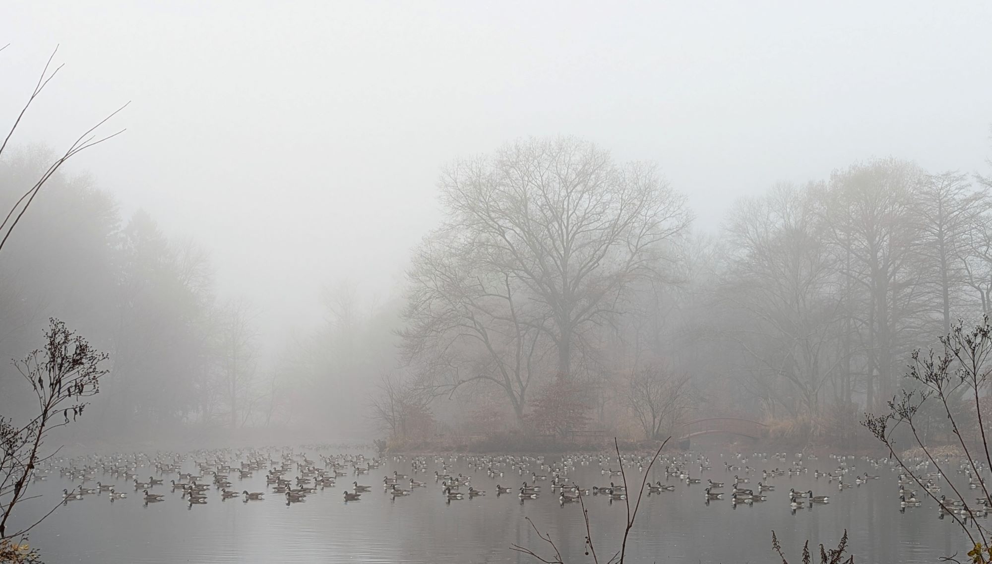 Hundreds of Canada geese sit on the placid surface of The Pond as seen on a gray, foggy, misty winter day